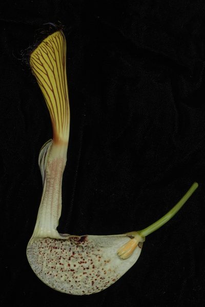 Aristolochia schultzeana, photographed by Douglas Goldman
