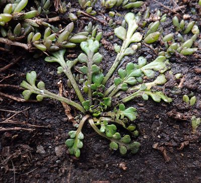 Lepidium flexicaule, photographed by Peter de Lange