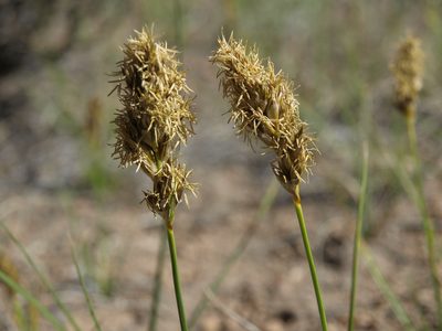 Carex douglasii, photographed by Jim Morefield