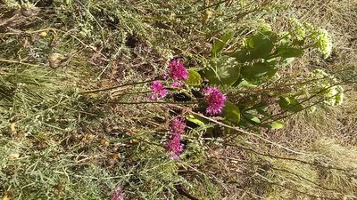 Allium saxatile, photographed by Михаил Орлов
