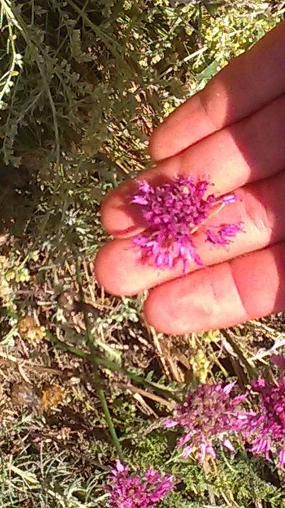 Allium saxatile, photographed by Михаил Орлов