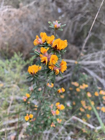 Pultenaea linophylla, photographed by Guy Taseski