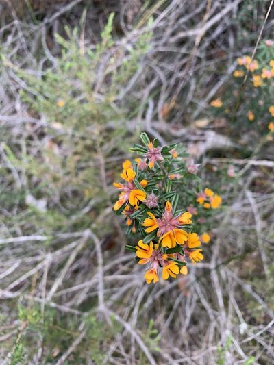 Pultenaea linophylla, photographed by Guy Taseski