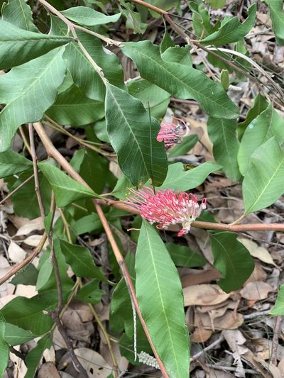 Grevillea macleayana, photographed by Guy Taseski