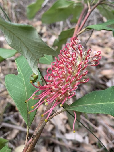 Grevillea macleayana, photographed by Guy Taseski