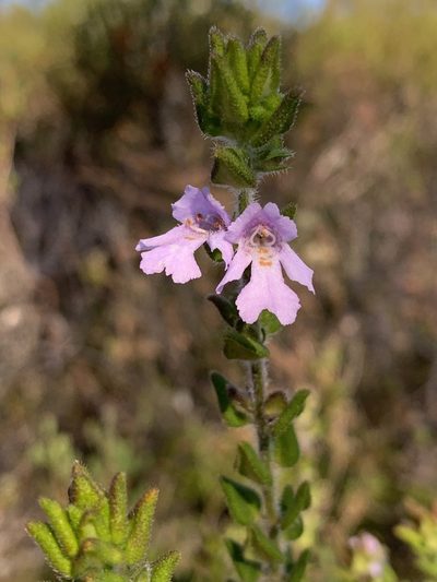 Prostanthera densa, photographed by Guy Taseski