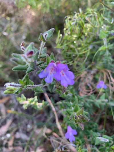 Prostanthera densa, photographed by Guy Taseski