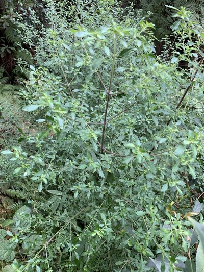 Prostanthera incisa, photographed by Guy Taseski