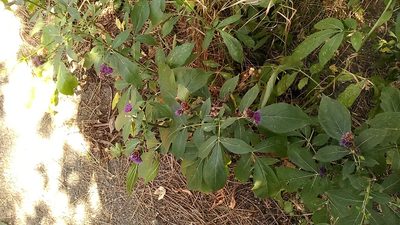 Klasea quinquefolia, photographed by Михаил Орлов