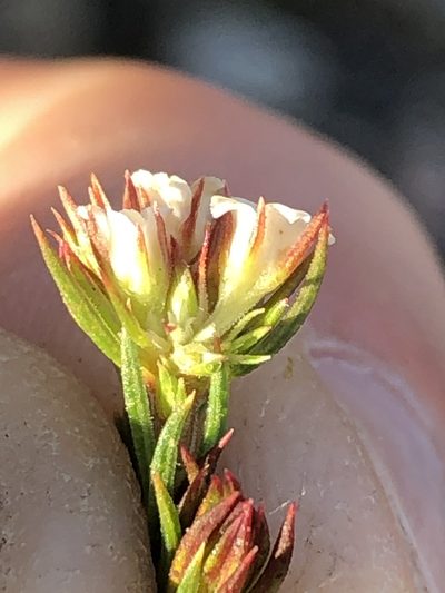Diosma rourkei, photographed by Dave U