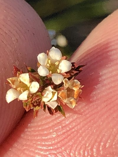 Diosma rourkei, photographed by Dave U