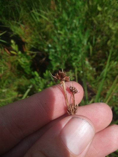 Rhynchospora compressa, photographed by Will McFarland