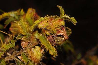 Kotschya thymodora, photographed by i_c_riddell