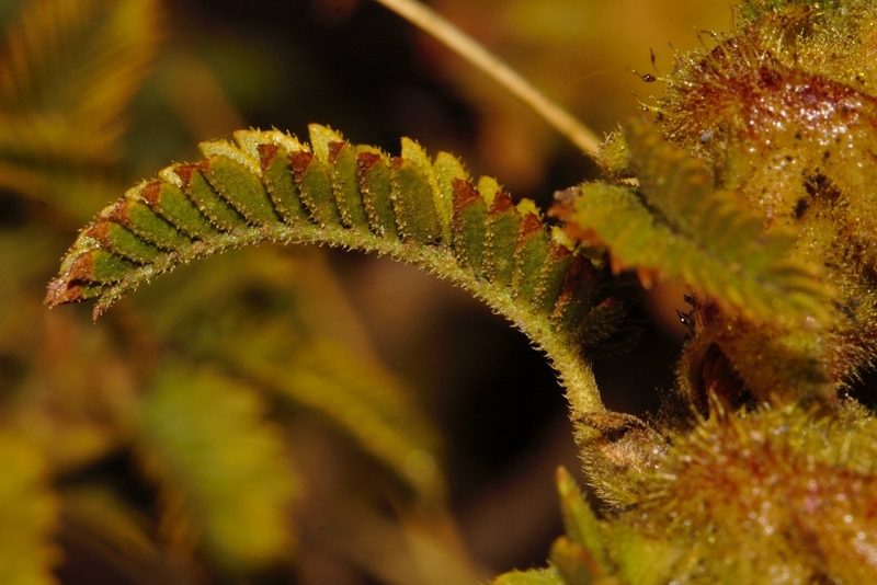 Kotschya thymodora, photographed by i_c_riddell
