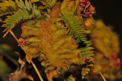Kotschya thymodora, photographed by i_c_riddell