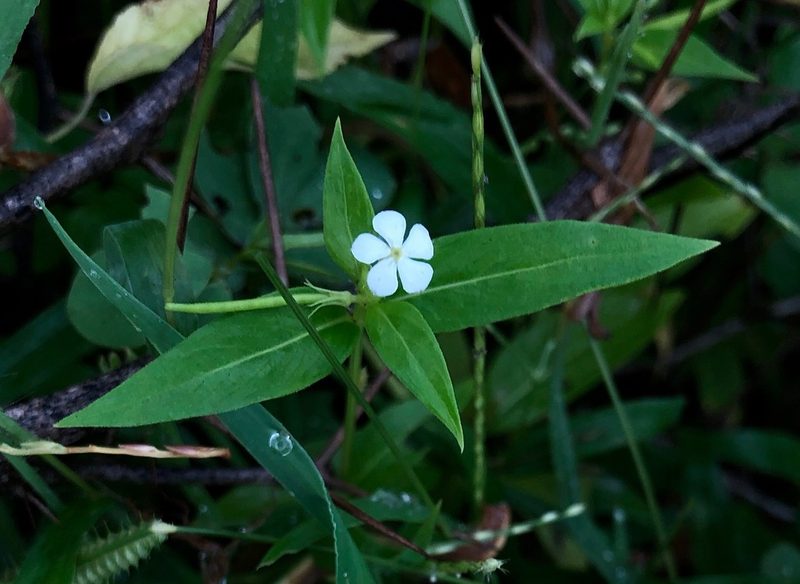 Catharanthus pusillus, photographed by desertnaturalist