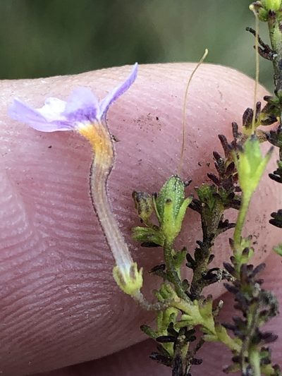 Jamesbrittenia aspalathoides, photographed by Dave U