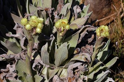 Helichrysum nitens, photographed by i_c_riddell