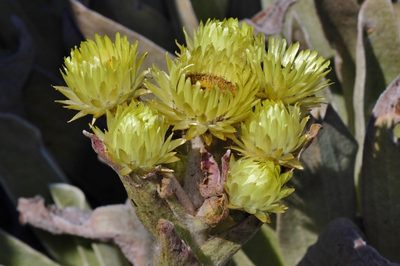 Helichrysum nitens, photographed by i_c_riddell