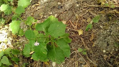 Lactuca bourgaei, photographed by Михаил Орлов