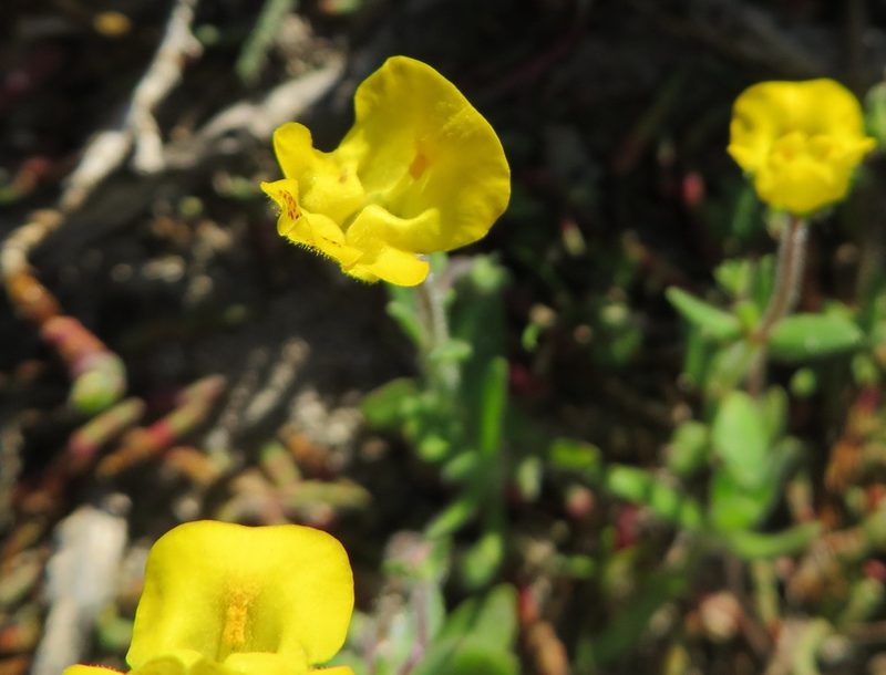 Hemimeris sabulosa, photographed by linkie