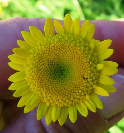 Cotula duckittiae, photographed by linkie