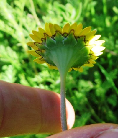 Cotula duckittiae, photographed by linkie