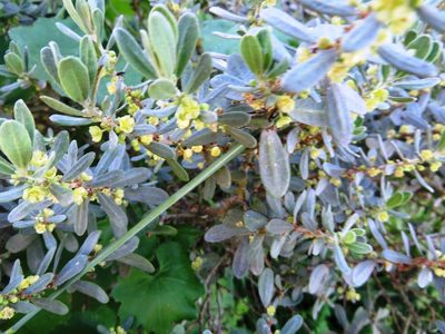 Clutia daphnoides, photographed by linkie