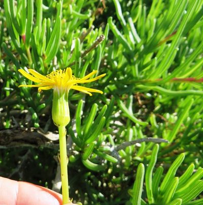 Senecio aloides, photographed by linkie
