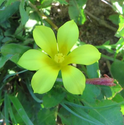 Moraea galaxia, photographed by linkie