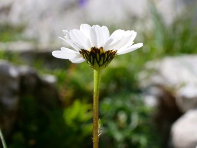 Leucanthemum halleri, photographed by Wolfgang Jauch