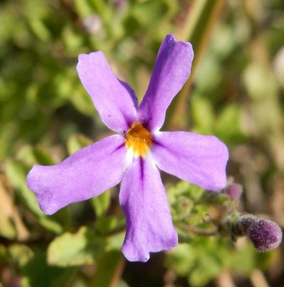 Jamesbrittenia phlogiflora, photographed by Henry de Lange