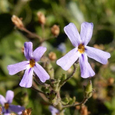 Jamesbrittenia phlogiflora, photographed by Henry de Lange