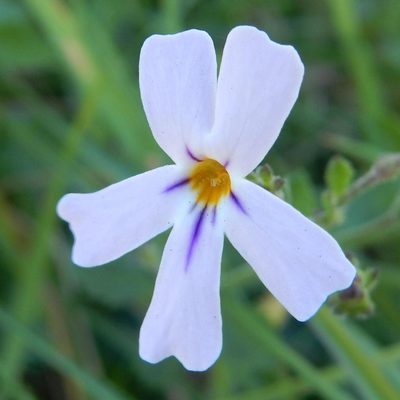 Jamesbrittenia phlogiflora, photographed by Henry de Lange