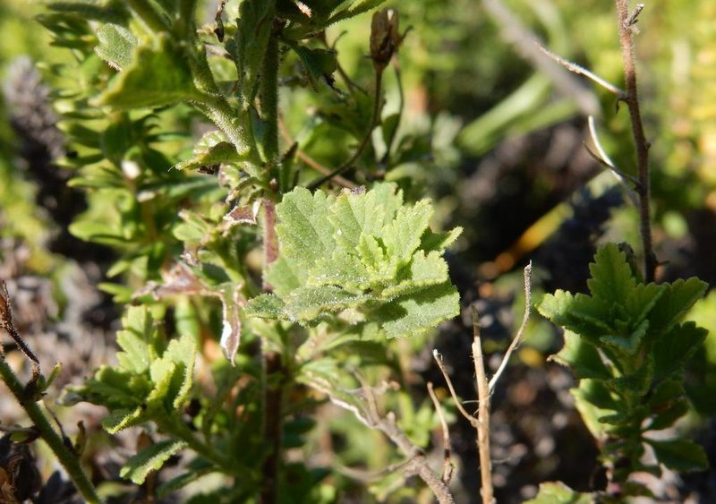Jamesbrittenia phlogiflora, photographed by Henry de Lange