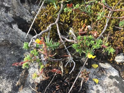 Fumana procumbens, photographed by Jason Grant