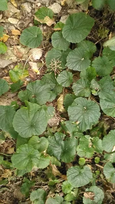 Pachyphragma macrophyllum, photographed by Михаил Орлов