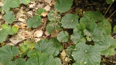 Pachyphragma macrophyllum, photographed by Михаил Орлов