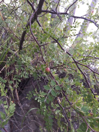 Bursera laxiflora, photographed by Enrique Martínez Núñez
