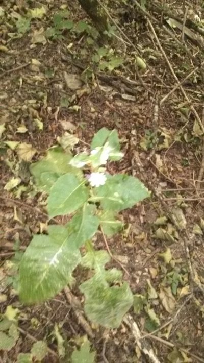 Lactuca bourgaei, photographed by Михаил Орлов