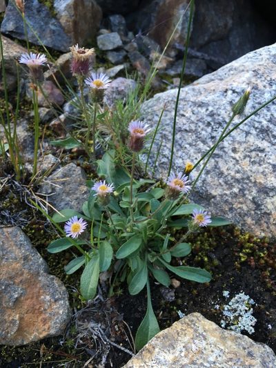 Erigeron nivalis, photographed by Matt Berger