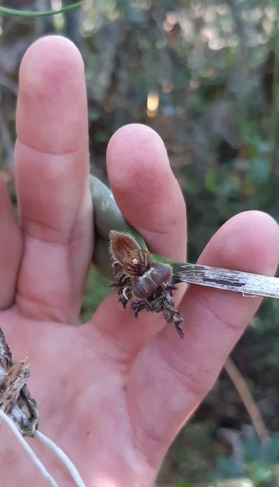 Myoxanthus ceratothallis, photographed by DANIEL ALEJANDRO CHICA BOTERO