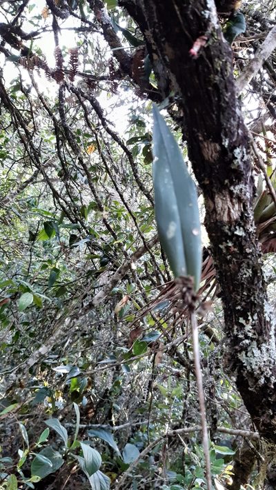 Myoxanthus ceratothallis, photographed by DANIEL ALEJANDRO CHICA BOTERO