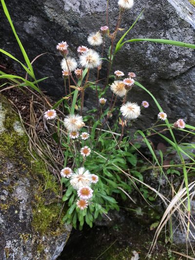 Erigeron nivalis, photographed by Matt Berger