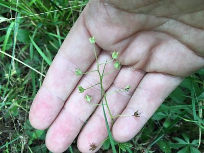 Phacelia dubia, photographed by Bonnie Isaac