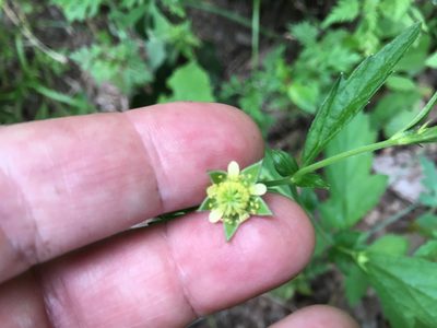 Geum virginianum, photographed by Bonnie Isaac