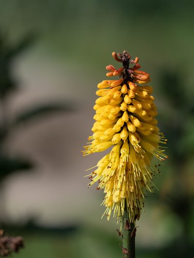 Kniphofia foliosa, photographed by Forest Botial-Jarvis