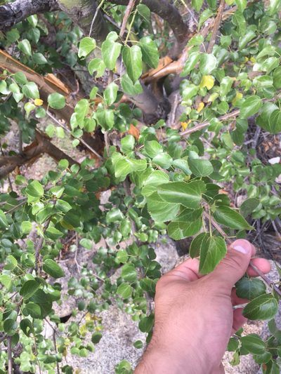 Jatropha cordata, photographed by Enrique Martínez Núñez