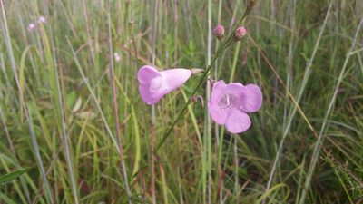 Agalinis linifolia, photographed by Jody Shugart