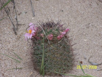 Cochemiea sheldonii, photographed by Esteban Gastélum Leyva